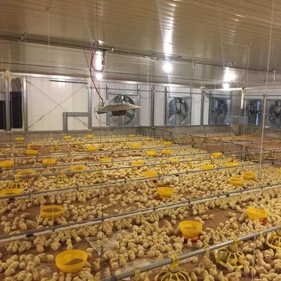 Hojas galvanizadas Granja de ganado Casa de acero Estructura de acero Criador Casas de pollo