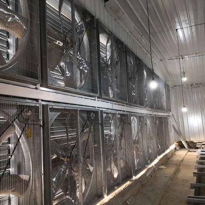 Sistema de jaula de pollo para pollos de gran tamaño 230M*56M para el país de origen