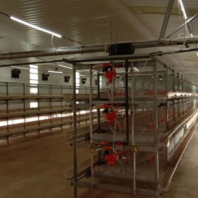 Sistema automático de alimentación de pollos La solución ideal para las granjas avícolas