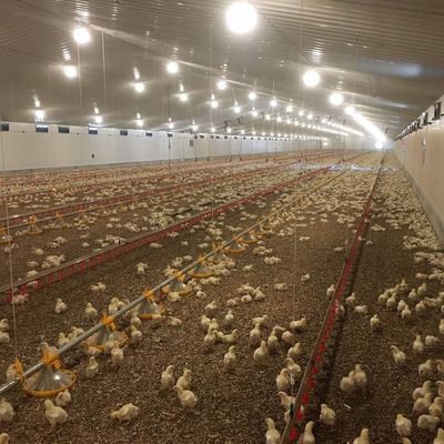 Sistema de suelo de pollo de carne duradero con resistencia a la corrosión / Materia plástica