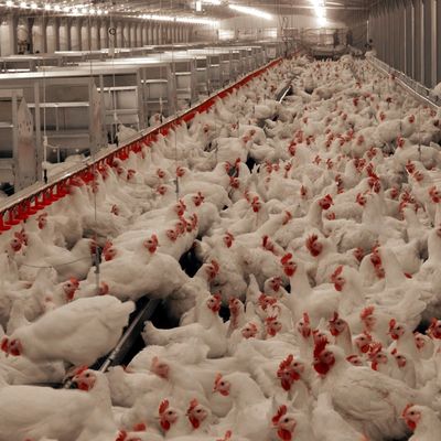 Sistema de suelo de pollo de carne duradero con resistencia a la corrosión / Materia plástica