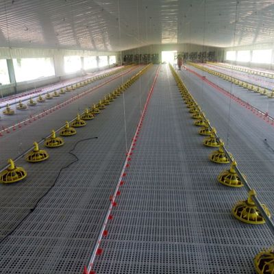 Estándar del sistema de piso antiderrapante para pollos de engorde para un rendimiento superior