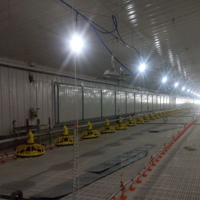 Estándar del sistema de piso antiderrapante para pollos de engorde para un rendimiento superior