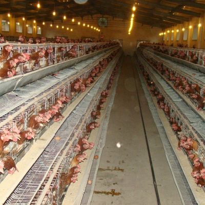 Una jaula de pollo de acero galvanizado de tipo con sistema automático de bebida / eliminación de estiércol