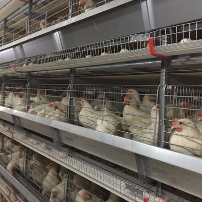 Una jaula de pollo de acero galvanizado de tipo con sistema automático de bebida / eliminación de estiércol