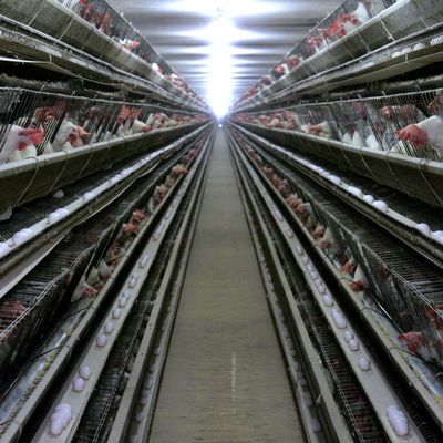 Cajera de pollo galvanizado de 3 niveles con alimentación automática