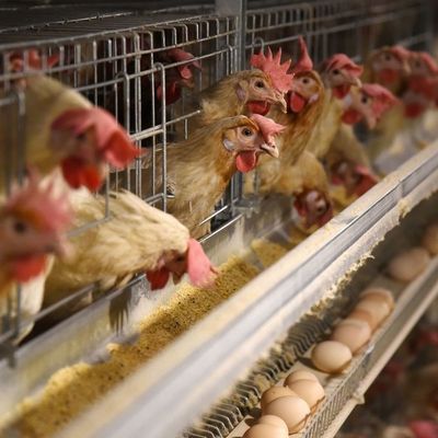 Cajera de pollo galvanizado de 3 niveles con alimentación automática