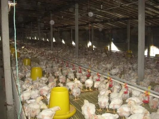 Diseño profesional de las granjas de aves de corral Casa de equipamiento Edificios prefabricados de acero