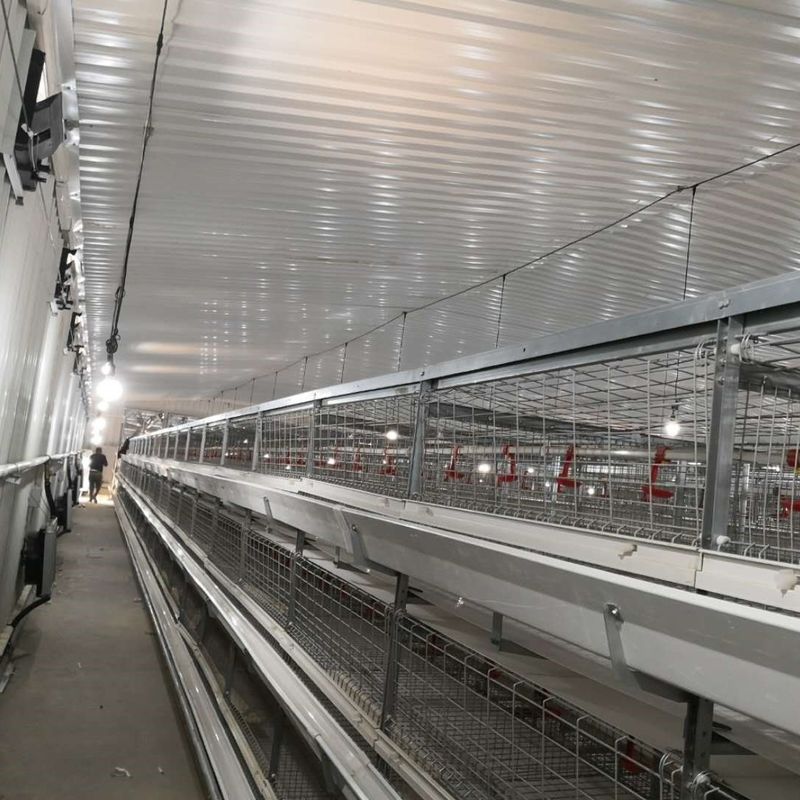 Sistema de jaula de pollo para pollos de gran tamaño 230M*56M para el país de origen