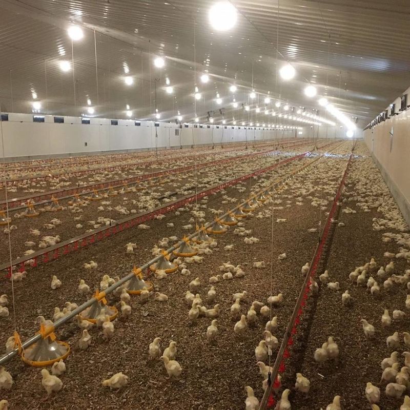 Sistema de suelo de pollo de carne duradero con resistencia a la corrosión / Materia plástica