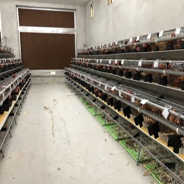 Una jaula de pollo de acero galvanizado de tipo con sistema automático de bebida / eliminación de estiércol