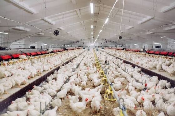 Diseño profesional de las granjas de aves de corral Casa de equipamiento Edificios prefabricados de acero