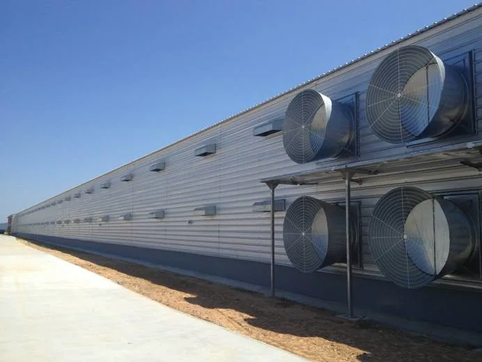 SGS Granja de ganado Casa prefabricada con marco de acero automático Coop de pollo 4