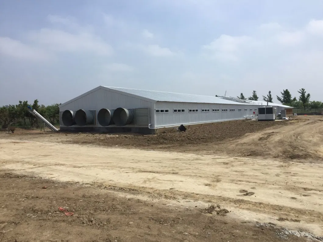 CE Casa de granja de ganado Estructura de acero Casa de pollo y equipo para pollo 1