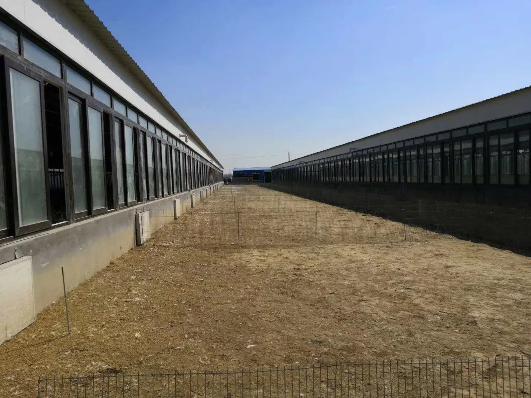 CE Casa de granja de ganado Estructura de acero Casa de pollo y equipo para pollo 4