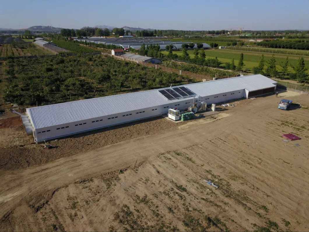 CE Casa de granja de ganado Estructura de acero Casa de pollo y equipo para pollo 5