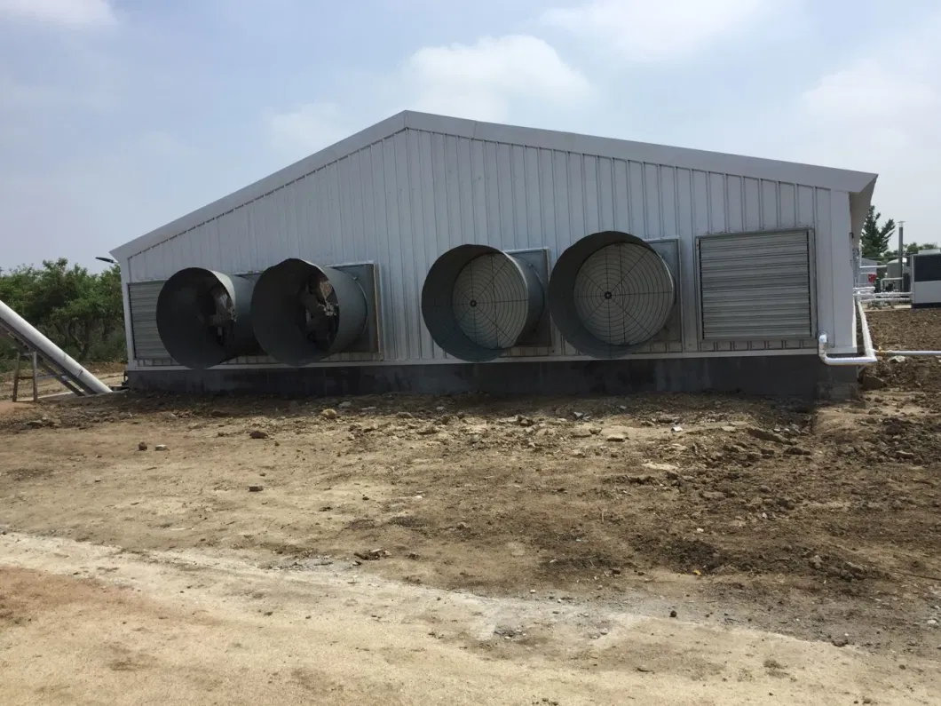 CE Casa de granja de ganado Estructura de acero Casa de pollo y equipo para pollo 6