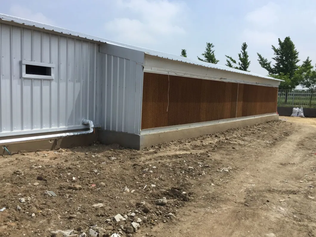 CE Casa de granja de ganado Estructura de acero Casa de pollo y equipo para pollo 10