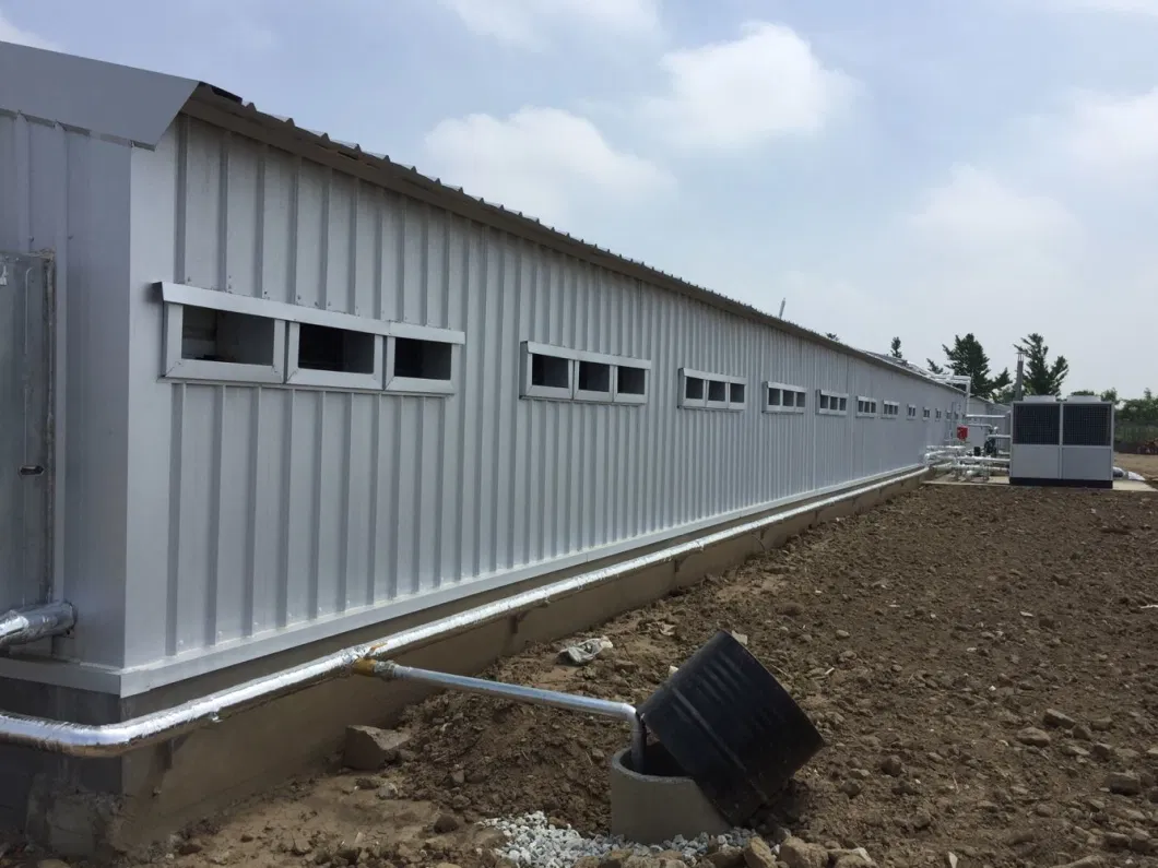 CE Casa de granja de ganado Estructura de acero Casa de pollo y equipo para pollo 9